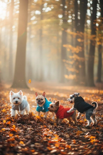 Bluza z kapturem dla psa i kota M niebieska | Ciepłe ubranko dla pupila na jesień i zimę  z kieszenią | PET-015M-BL