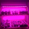 Zestaw 3 lamp do wzrostu kwiatów | Lampa 6W do uprawy roślin | Lampa z kablem zasilającym oraz przewodem łączeniowym | DG-T5-Whitel DG-T5-Whitel