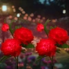Kwiatek solarny | Ogrodowa lampa solarna LED Peonia czerwona | 80 cm, 600 mAh | FLD-10-RED