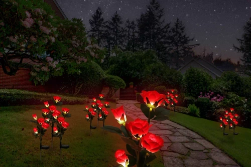 Kwiatek solarny | Ogrodowa lampa solarna LED Róże czerwone | 74 cm, 600 mAh | FLD-35-RED