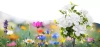 Kwiatek solarny | Ogrodowa lampa solarna LED Begonia | 60 cm, 600 mAh | FLD-27-WHITE