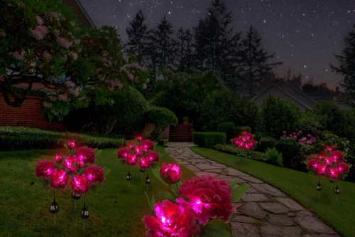 Kwiatek solarny | Ogrodowa lampa solarna LED Peonia fioletowa | 80 cm, 600 mAh | FLD-10-PURPLE