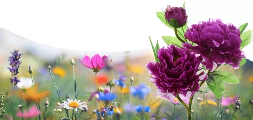 Kwiatek solarny | Ogrodowa lampa solarna LED Peonia fioletowa | 80 cm, 600 mAh | FLD-10-PURPLE