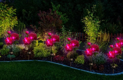 Kwiatek solarny | Ogrodowa lampa solarna LED Peonia fioletowa | 80 cm, 600 mAh | FLD-10-PURPLE