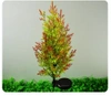 Kwiatek solarny | Ogrodowa lampa solarna LED Cyprys | 80 cm, 600 mAh | FLD-32-C